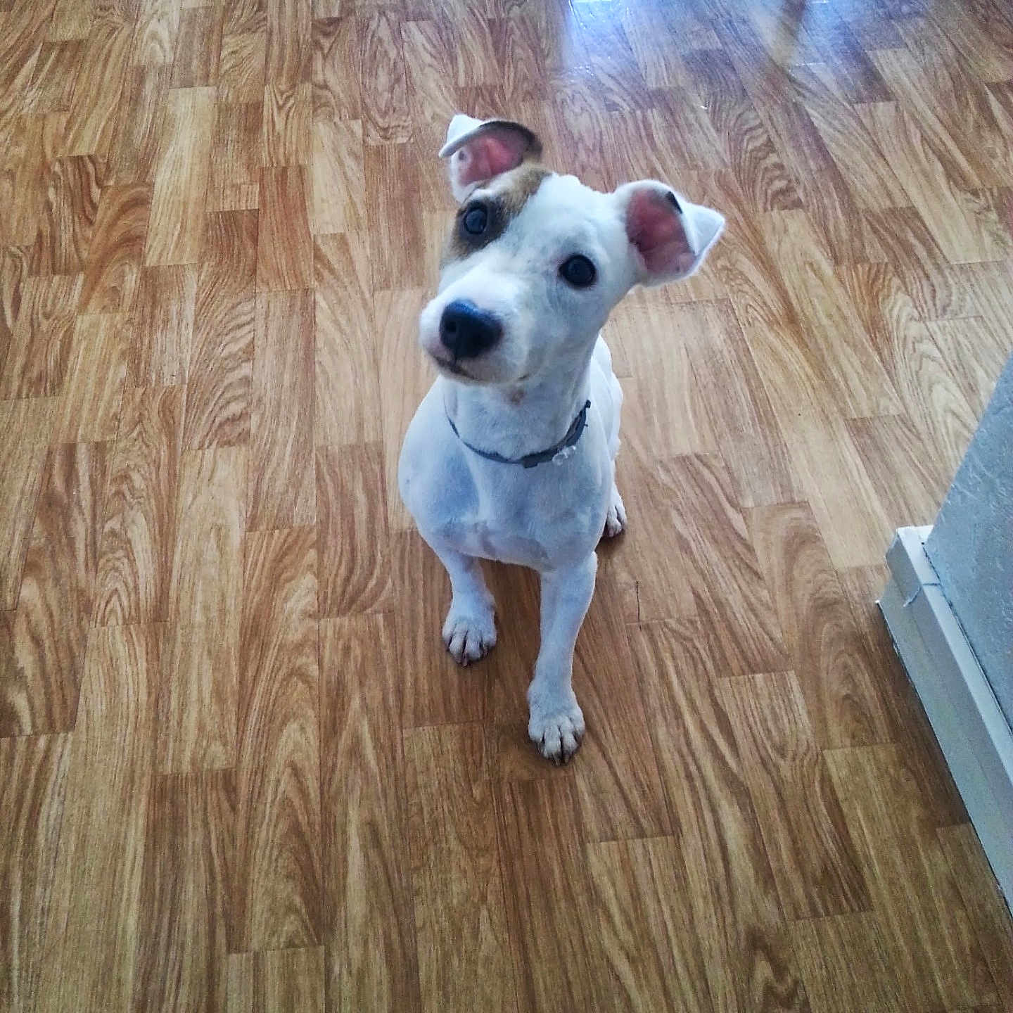 Milo
