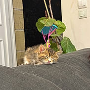 Nala participe au concours pour gagner de l'argent avec cette photo : kitten, sleeping, cat, indoor, plant, leaf, parachute, decoration, cozy, resting, pet, animal, fur, cute, small, nap, soft, domestic, closeup, relaxation