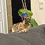 kitten, sleeping, cat, indoor, plant, leaf, parachute, decoration, cozy, resting, pet, animal, fur, cute, small, nap, soft, domestic, closeup, relaxation