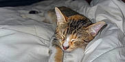 Nala a rejoint le concours — aidez-le/la à gagner de superbes lots ! cat, kitten, sleeping, bed, blanket, indoor, pet, feline, cozy, resting, cute, animal, domestic, paws, fur, television, human, feet, comfort, relaxation