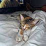 cat, kitten, sleeping, bed, blanket, indoor, pet, feline, cozy, resting, cute, animal, domestic, paws, fur, television, human, feet, comfort, relaxation