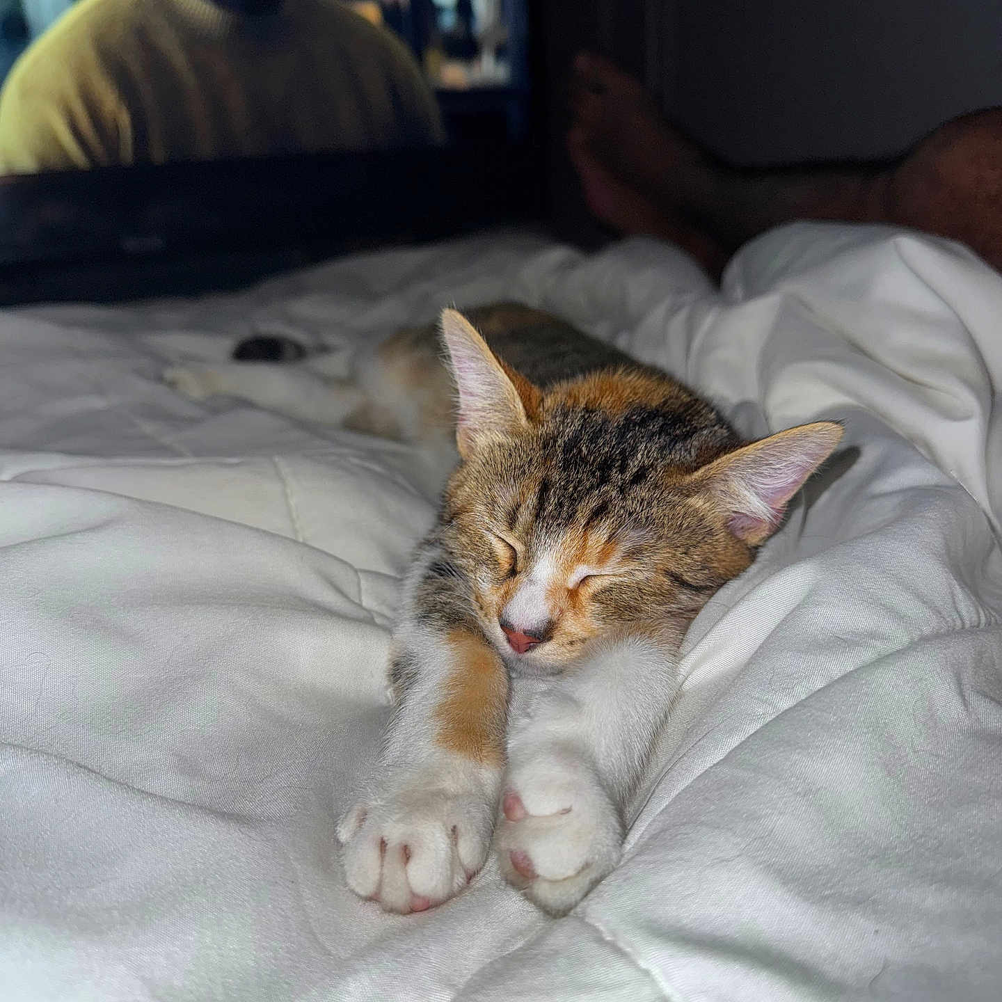 Nala a rejoint le concours — aidez-le/la à gagner de superbes lots ! animal, bed, blanket, cat, comfort, cozy, cute, domestic, feet, feline, fur, human, indoor, kitten, paws, pet, relaxation, resting, sleeping, television