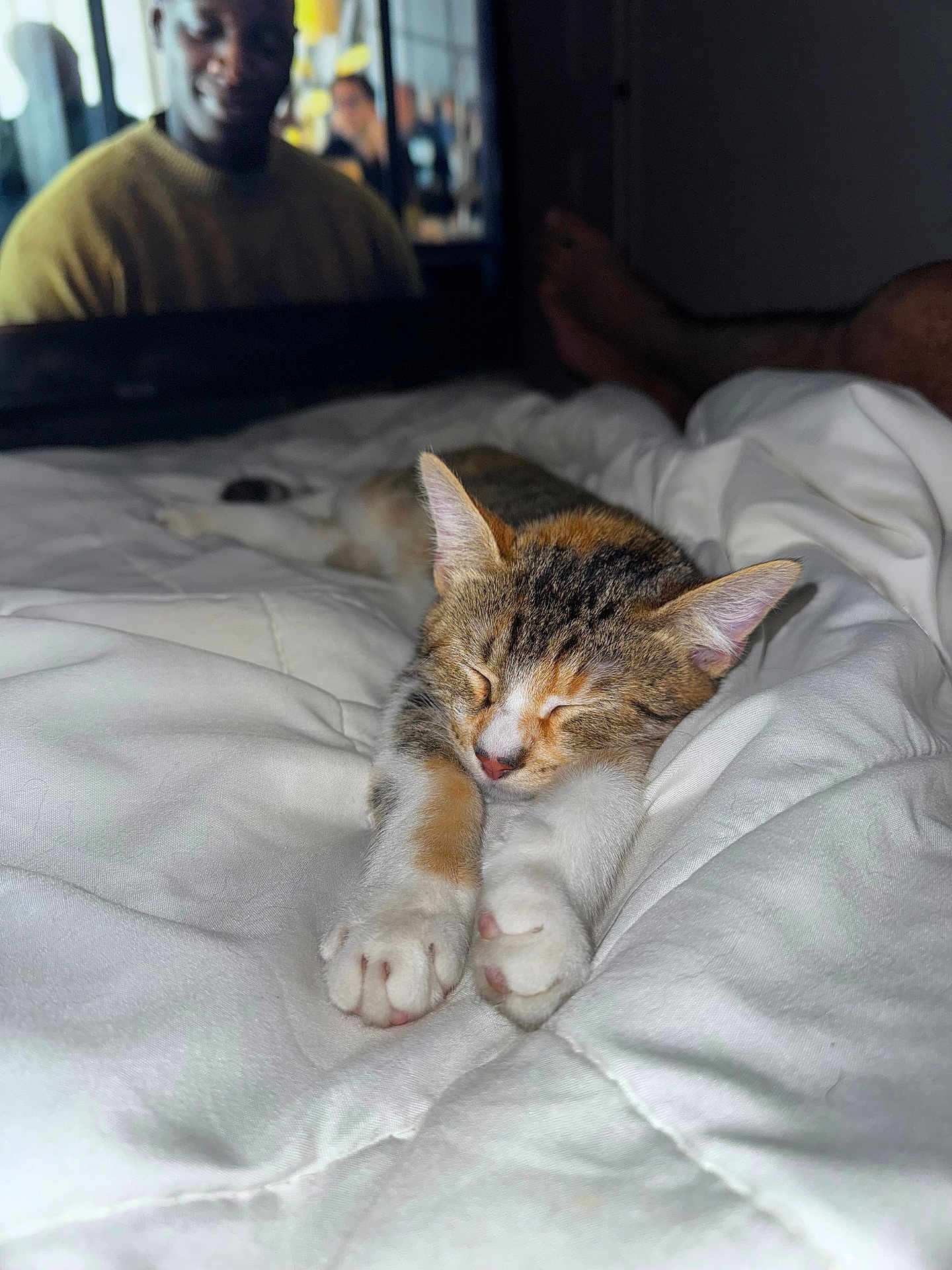 Nala a rejoint le concours — aidez-le/la à gagner de superbes lots ! cat, kitten, sleeping, bed, blanket, indoor, pet, feline, cozy, resting, cute, animal, domestic, paws, fur, television, human, feet, comfort, relaxation