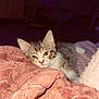 Nala participe au concours pour gagner de l'argent avec cette photo : kitten, cat, blanket, pink, cozy, indoor, pet, fur, cute, animal, resting, soft, small, young, tabby, sleepy, comfort, warm, feline, relaxing