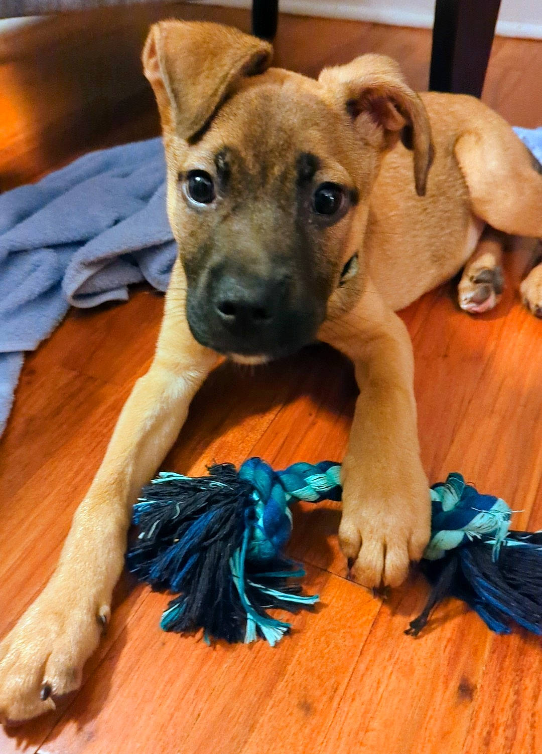 Jasper is registered to the contest to win money with this photo: blue, canidae, carnivore, companion_dog, dog, dog_breed, dog_supply, electric_blue, fawn, flooring, fur, hardwood, paw, snout, sporting_group, terrestrial_animal, toy_dog, wood, wood_stain, working_animal