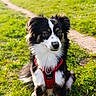 Nala participe au concours pour gagner de l'argent avec cette photo : alert, animal, canine, cute, daylight, dog, ears, field, forest, fur, grass, mammal, nature, outdoor, park, path, pet, portrait, red_harness, sitting