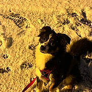 Nala participe au concours pour gagner de l'argent avec cette photo : animal, black_and_white, canine, cold, companion, curious, dog, footprints, fur, ground, harness, leash, looking_up, night, outdoor, paw_prints, pet, playful, snow, winter