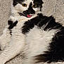 cat, black_and_white, fluffy, tongue_out, yellow_eyes, carpet, indoor, pet, cute, relaxed, fur, whiskers, animal, mammal, playful, lying_down, closeup, domestic_cat, young_cat, alert