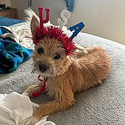 Peach joined the competition — help win amazing prizes! dog, bed, tinsel, headband, usa, fur, paw, blanket, indoor, resting, animal, pet, cute, brown_fur, canine, cozy, relaxed, accessory, celebration, portrait