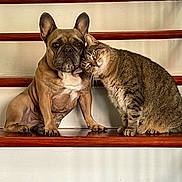 Anastasia joined the competition — help win amazing prizes! dog, cat, french_bulldog, tabby_cat, stairs, wooden_stairs, pet, animal, friendship, affection, indoor, brown_dog, striped_cat, companions, cute, pets_together, domestic_animals, resting, head_touching, cozy