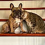 dog, cat, french_bulldog, tabby_cat, stairs, wooden_stairs, pet, animal, friendship, affection, indoor, brown_dog, striped_cat, companions, cute, pets_together, domestic_animals, resting, head_touching, cozy