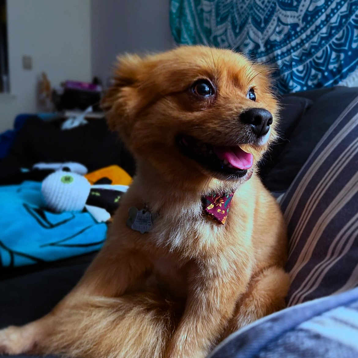Ozzy joined the competition — help win amazing prizes! accessories, animal, architecture, building, canine, chair, cockerspaniel, couch, cushion, dog, furniture, goldenretriever, homedecor, indoors, livingroom, papillon, pet, puppy, room, terrier