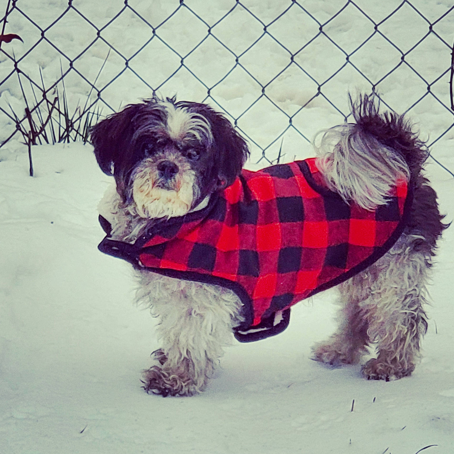 Sammie joined the competition — help win amazing prizes! canidae, carnivore, collar, companion_dog, dog, dog_breed, dog_clothes, dog_supply, fur, liver, mammal, mesh, pet_supply, puppy, snout, sporting_group, terrier, toy_dog, vertebrate, working_animal