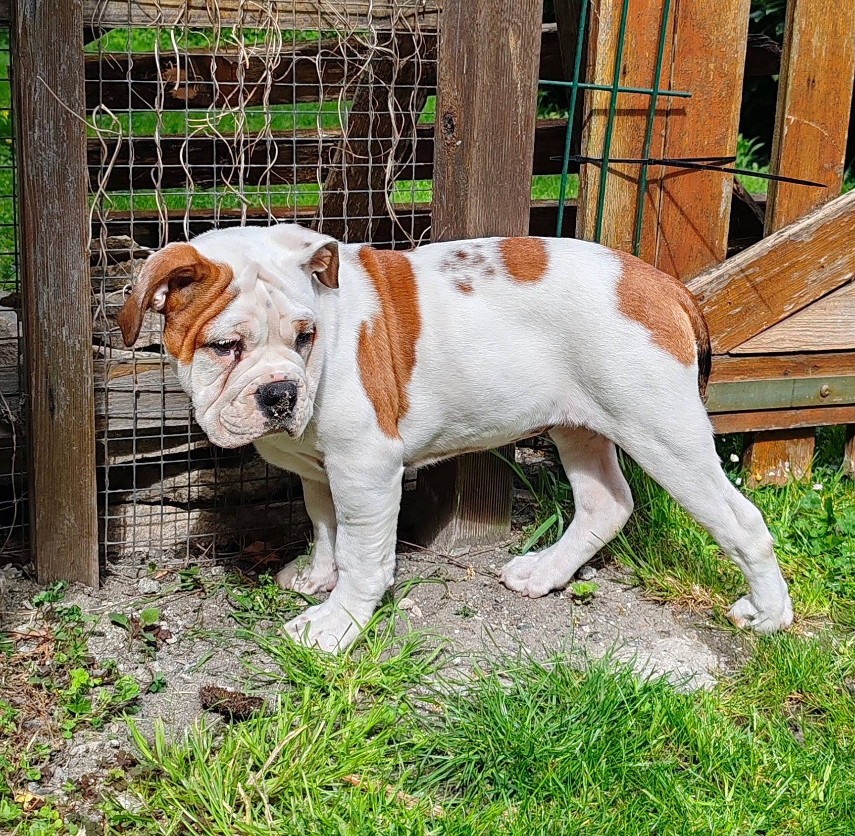 Valholl a rejoint le concours — aidez-le/la à gagner de superbes lots ! ancient_dog_breeds, canidae, carnivore, collar, companion_dog, dog, dog_breed, dog_collar, fawn, fence, fur, grass, hound, liver, plant, snout, sporting_group, tail, working_animal, working_dog