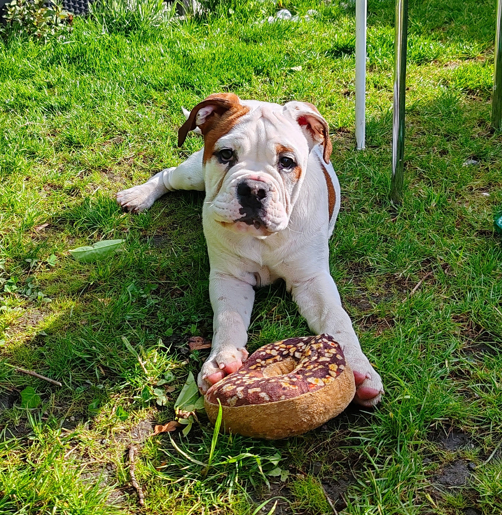 Valholl a rejoint le concours — aidez-le/la à gagner de superbes lots ! ancient_dog_breeds, canidae, carnivore, collar, companion_dog, dog, dog_breed, dog_collar, fawn, grass, groundcover, molosser, non_sporting_group, plant, puppy, snout, sporting_group, working_animal, working_dog