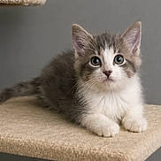 Star is registered to the contest to win money with this photo: kitten, cat, cat_tree, pet, animal, feline, cute, gray, white, young, fur, whiskers, ears, paws, indoor, portrait, resting, looking_up, curious, soft