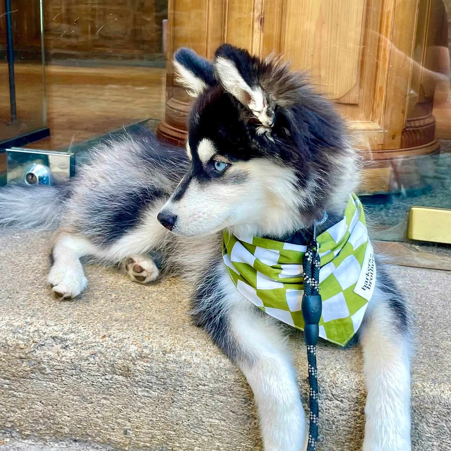 Alto a rejoint le concours — aidez-le/la à gagner de superbes lots ! animal, bandana, blue_eyes, calm, canine, curious, dog, domestic_animal, fur, husky, indoor, leash, pet, puppy, reflection, side_view, sitting, stone_step, wooden_furniture, young