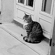 Whisky participe au concours pour gagner de l'argent avec cette photo : cat, tabby_cat, door, step, outdoor, animal, pet, sitting, black_and_white, quiet, calm, alert, contemplative, side_view, pavement, residential, window, wall, daytime, alone