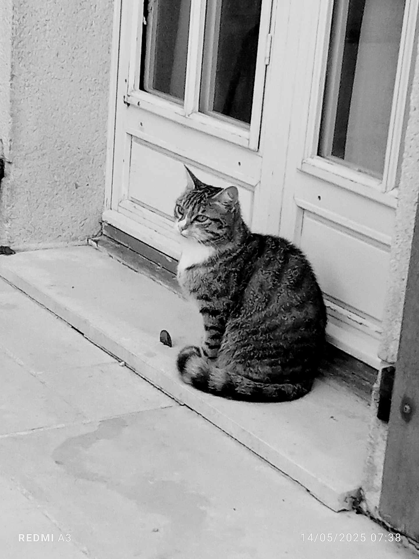 Whisky participe au concours pour gagner de l'argent avec cette photo : cat, tabby_cat, door, step, outdoor, animal, pet, sitting, black_and_white, quiet, calm, alert, contemplative, side_view, pavement, residential, window, wall, daytime, alone
