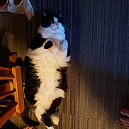 Sophia joined the competition — help win amazing prizes! cat, black_and_white, lying_down, carpet, indoor, pet, relaxed, wooden_chair, food_bowl, floor, striped, fur, animal, paw, home, barefoot, toes, nail_polish, domestic, cute