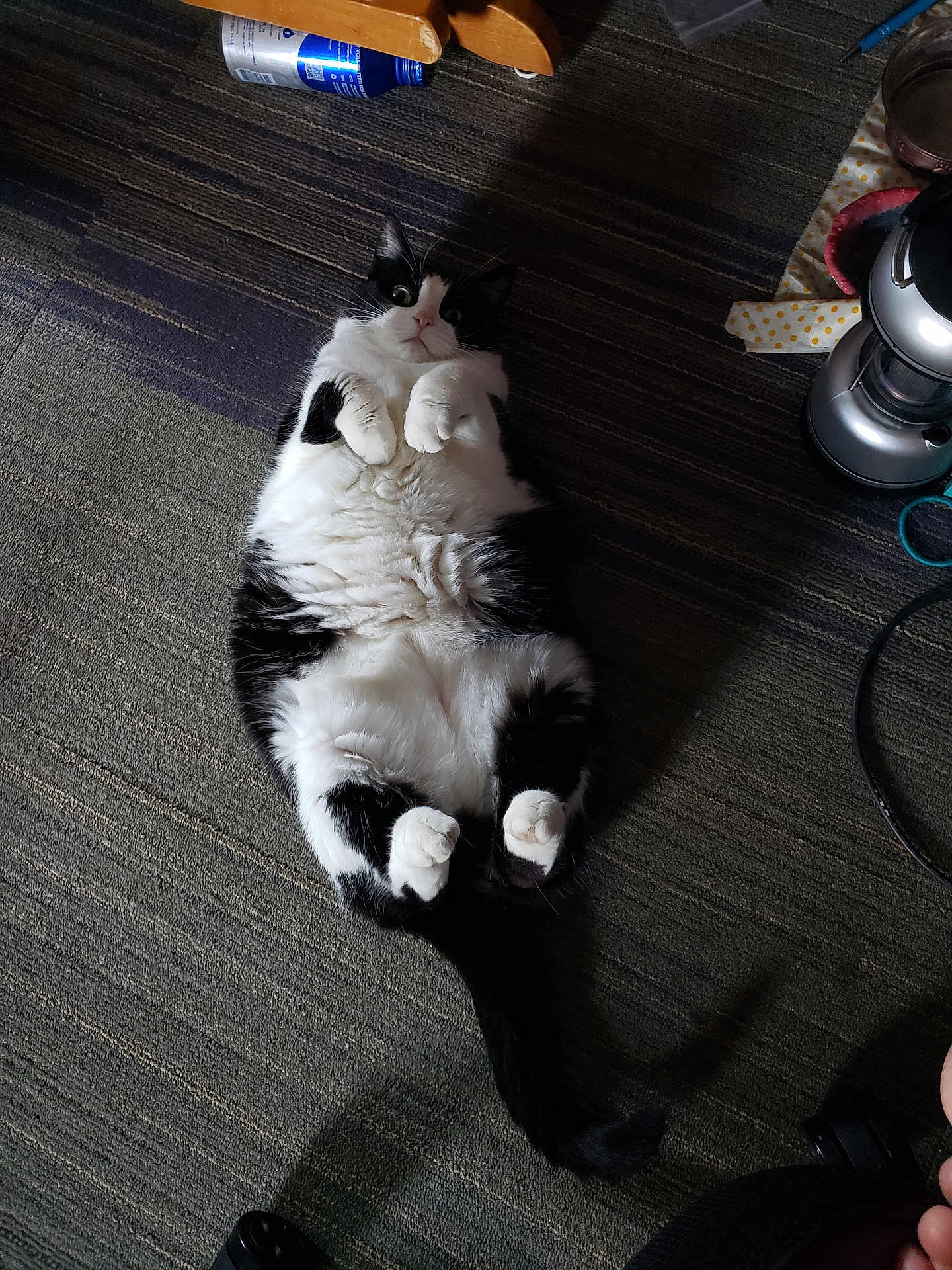 Sophia joined the competition — help win amazing prizes! cat, black_and_white, fluffy, lying_down, carpet, indoor, pet, cute, surprised, paws, feline, striped_carpet, household_items, relaxed, cozy, domestic, animal, wide_eyes, tail, fur