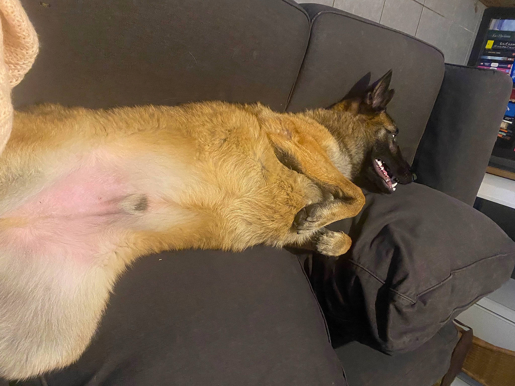 Yko a rejoint le concours — aidez-le/la à gagner de superbes lots ! bookcase, canidae, carnivore, claw, comfort, companion_dog, dog, dog_breed, ear, fawn, felidae, fur, nap, paw, shelf, small_to_medium_sized_cats, snout, sporting_group, tail, whiskers