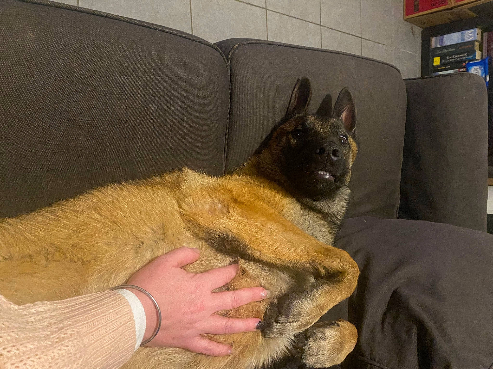 Yko a rejoint le concours — aidez-le/la à gagner de superbes lots ! canidae, carnivore, comfort, companion_dog, dog, dog_breed, domestic_short_haired_cat, fawn, felidae, flooring, foot, fur, nap, paw, shelf, small_to_medium_sized_cats, snout, sporting_group, terrestrial_animal, whiskers