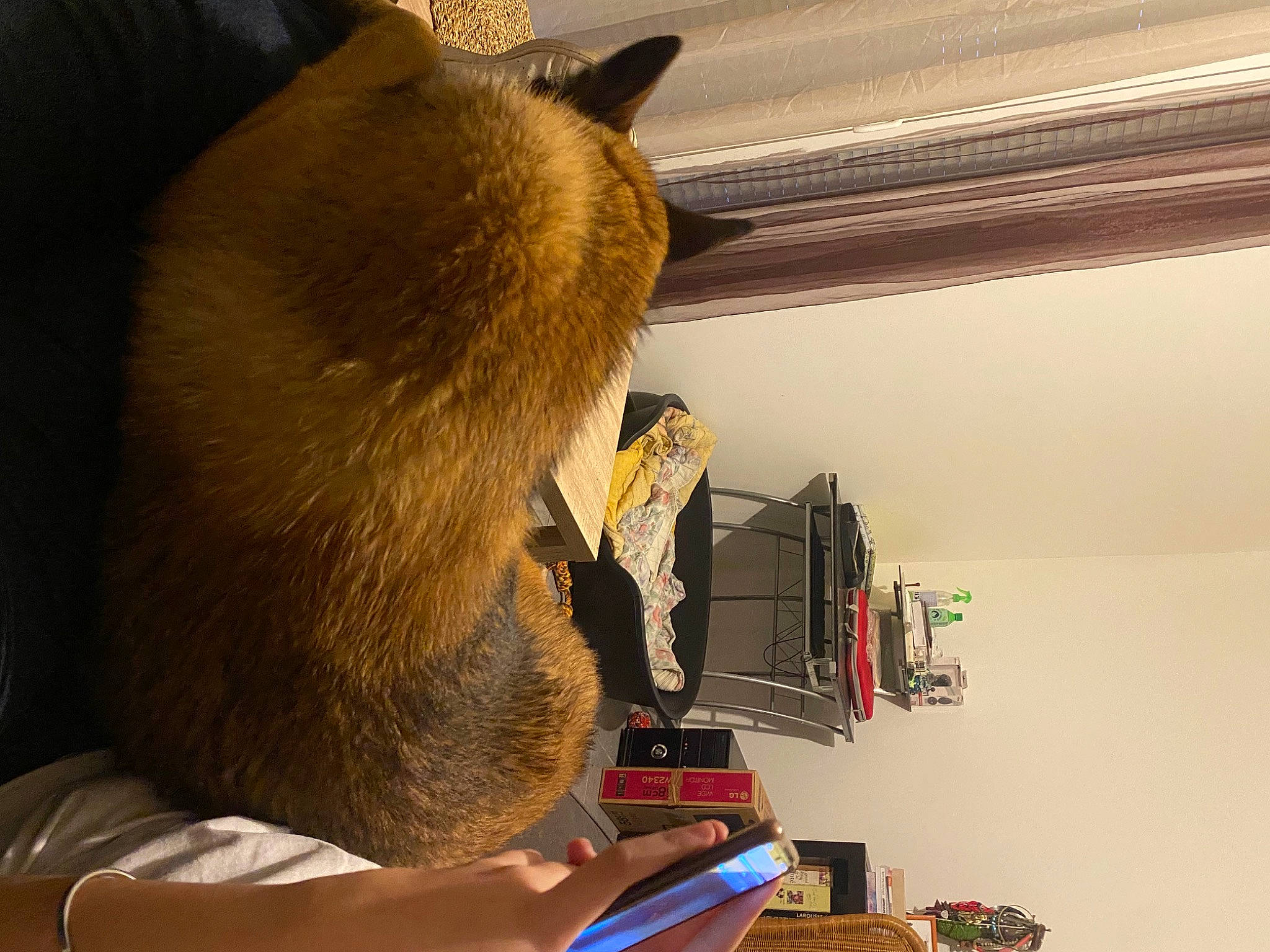 Yko participe au concours pour gagner de l'argent avec cette photo : art, audio_equipment, bear, carnivore, ceiling, fawn, felidae, fur, machine, office_supplies, plaster, room, snout, stuffed_toy, tail, toy, visual_arts, whiskers, wood