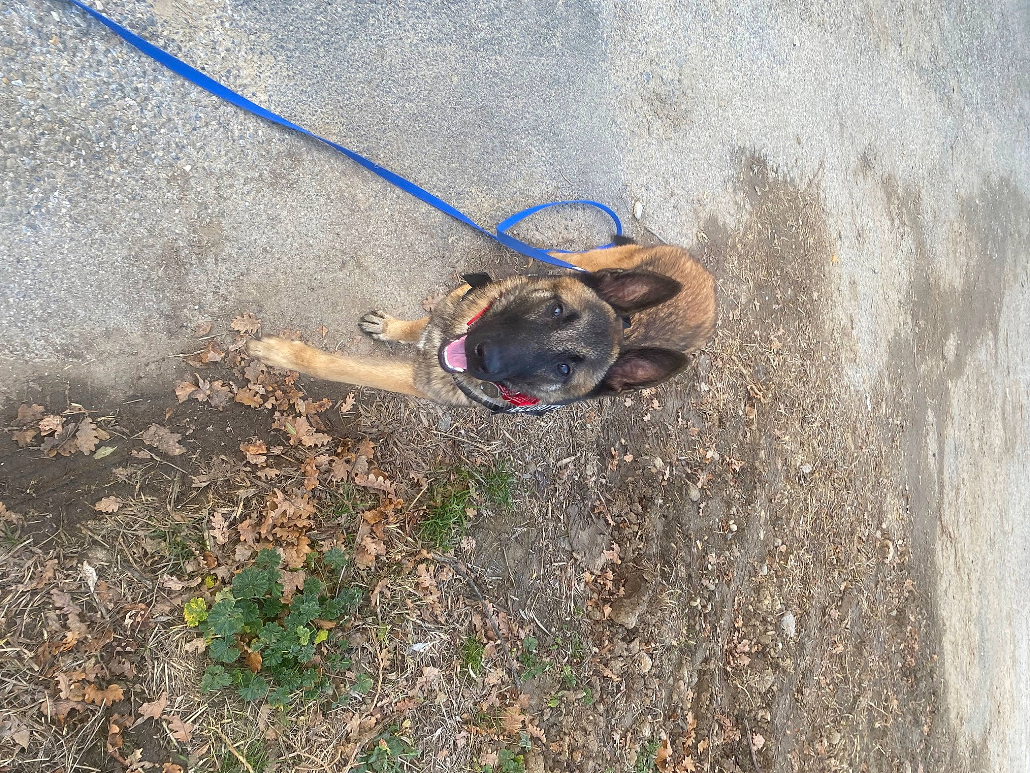 Yko a rejoint le concours — aidez-le/la à gagner de superbes lots ! asphalt, canidae, carnivore, dog, dog_breed, fawn, foot, grass, landscape, leash, plant, recreation, road, road_surface, shadow, sidewalk, soil, sporting_group, tire, wood