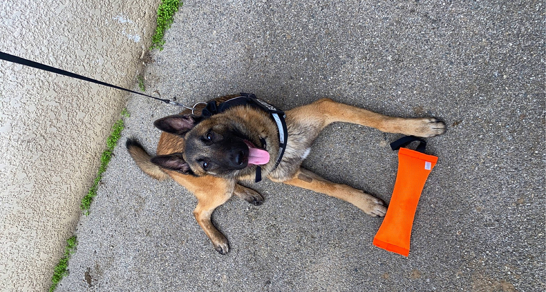 Yko a rejoint le concours — aidez-le/la à gagner de superbes lots ! asphalt, canidae, carnivore, collar, companion_dog, dog, dog_breed, dog_supply, fawn, grass, paw, pet_supply, road_surface, sidewalk, snout, sporting_group, street_dog, tail, terrestrial_animal, working_dog