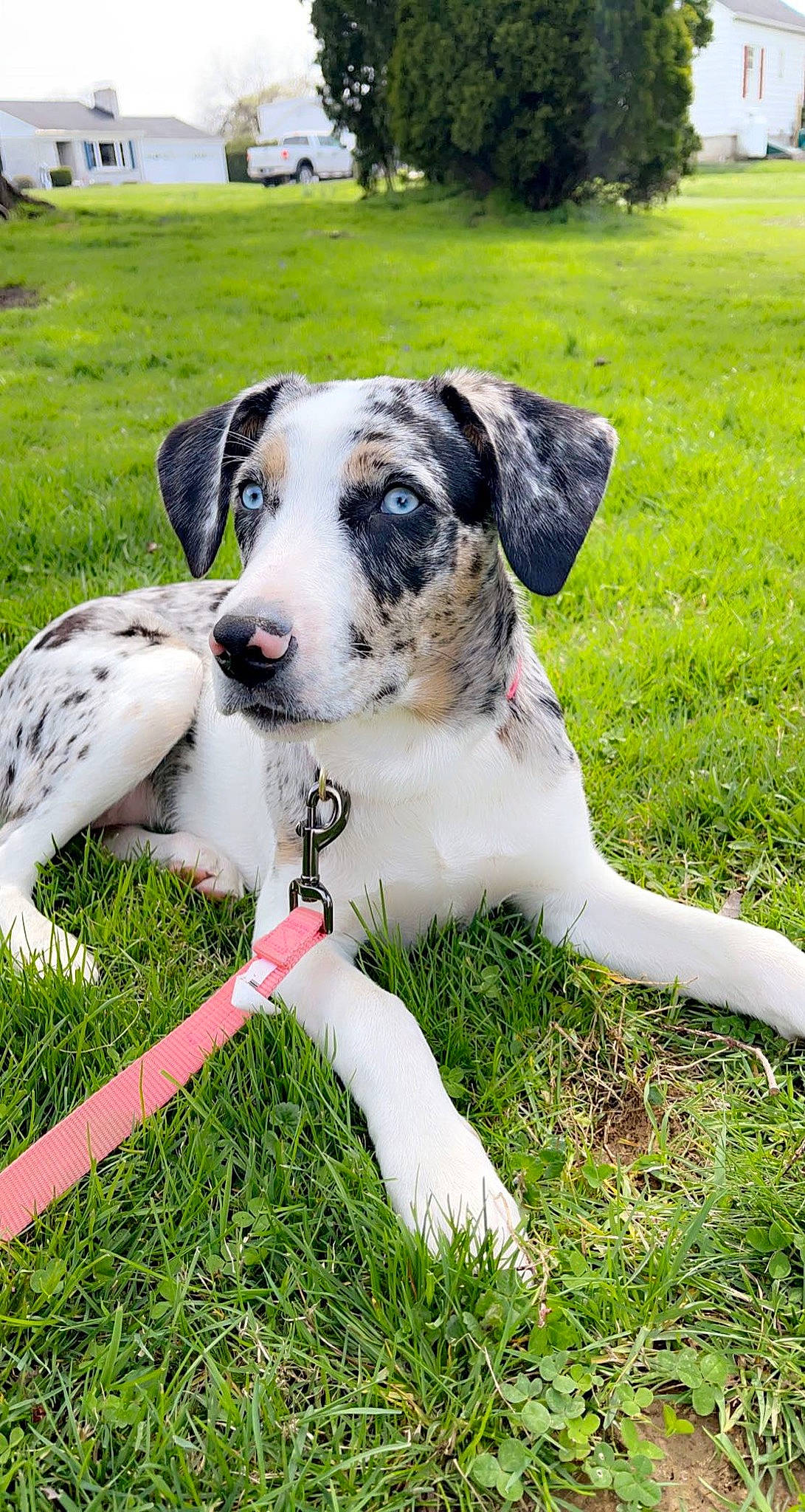 Tatum is registered to the contest to win money with this photo: carnivore, collar, companion_dog, dog, dog_breed, dog_collar, fawn, garden, grass, grassland, great_dane, groundcover, lawn, plant, sporting_group, tail, tree, working_animal, working_dog, yard