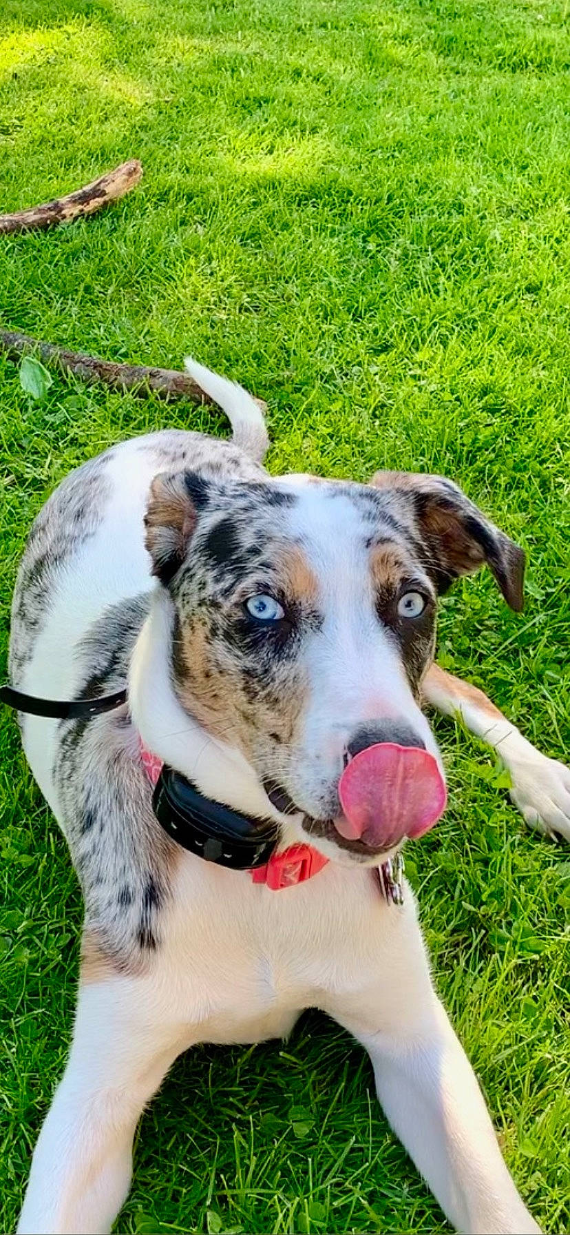 Tatum is registered to the contest to win money with this photo: canidae, carnivore, collar, companion_dog, dog, dog_breed, dog_collar, grass, herding_dog, non_sporting_group, plant, recreation, snout, sporting_group, whiskers, working_animal, working_dog