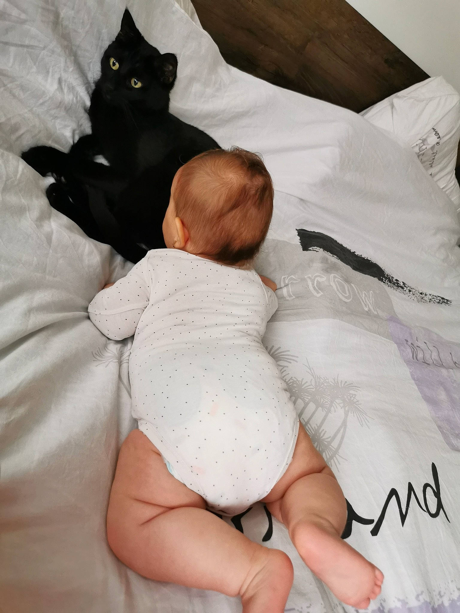 Kyubi a rejoint le concours — aidez-le/la à gagner de superbes lots ! abdomen, baby, baby_sleeping, blanket, cat, child, comfort, felidae, foot, leg, linens, nap, skin, sleep, sole, toddler