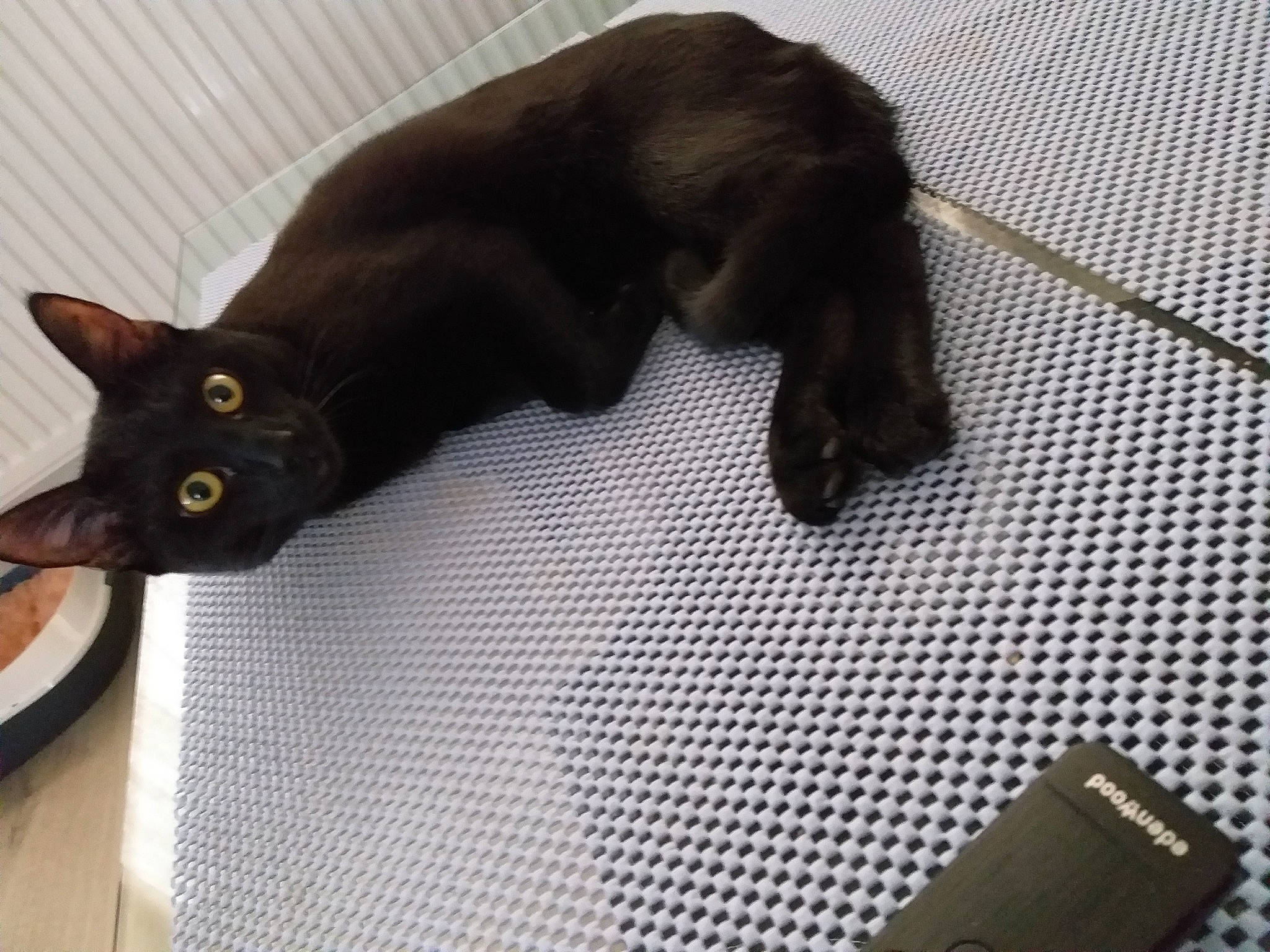 Kyubi a rejoint le concours — aidez-le/la à gagner de superbes lots ! black, black_cat, bombay, burmese, carnivore, cat, domestic_short_haired_cat, felidae, floor, havana_brown, kitten, korat, small_to_medium_sized_cats, tail, whiskers