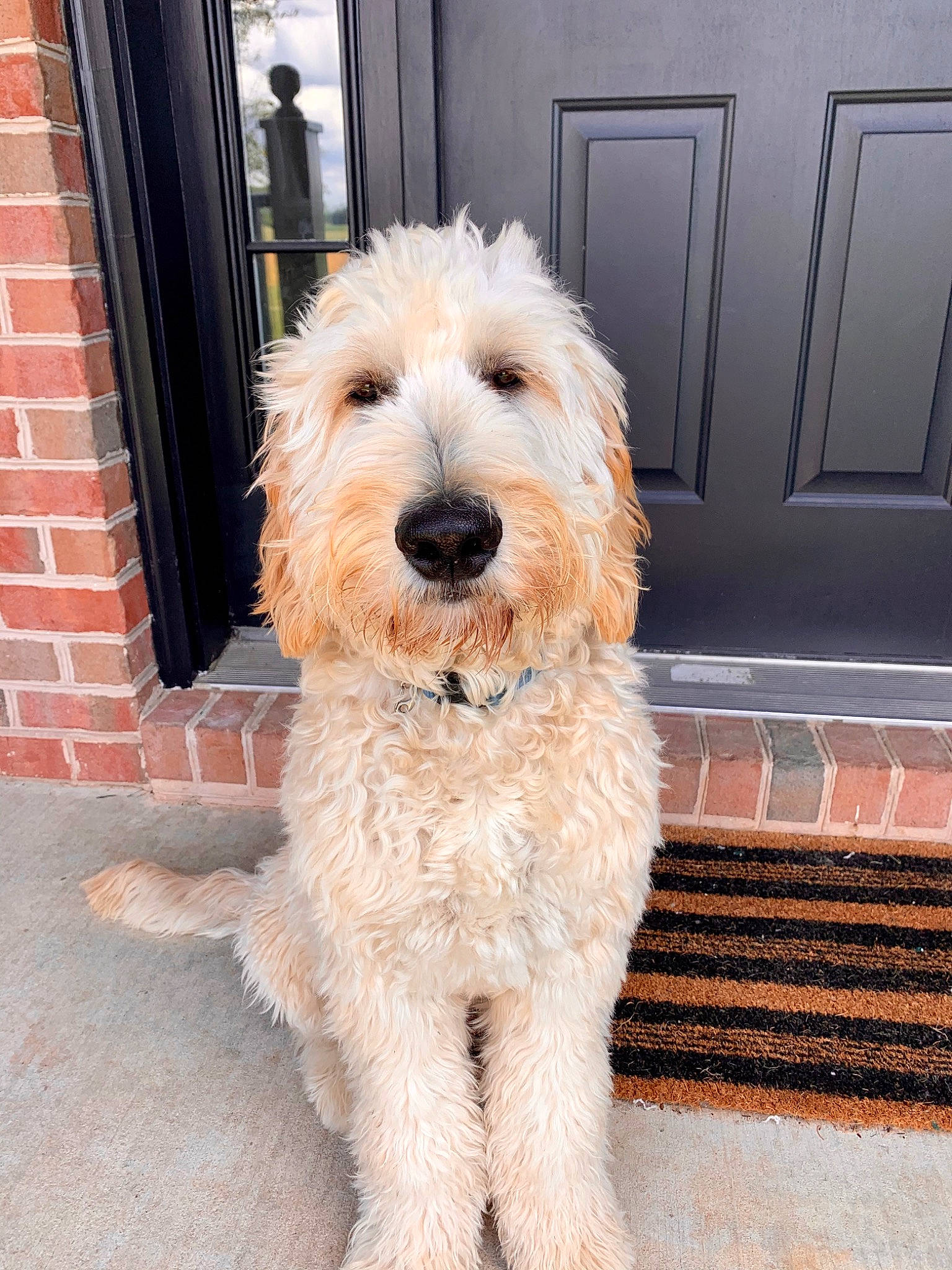Loki Gibble joined the competition — help win amazing prizes! briquet_griffon_vendeen, canidae, carnivore, cockapoo, companion_dog, dog, dog_breed, dutch_smoushond, goldendoodle, irish_soft_coated_wheaten_terrier, labradoodle, mammal, poodle_crossbreed, rare_breed_dog, sapsali, schnoodle, snout, sporting_group, terrier, vertebrate
