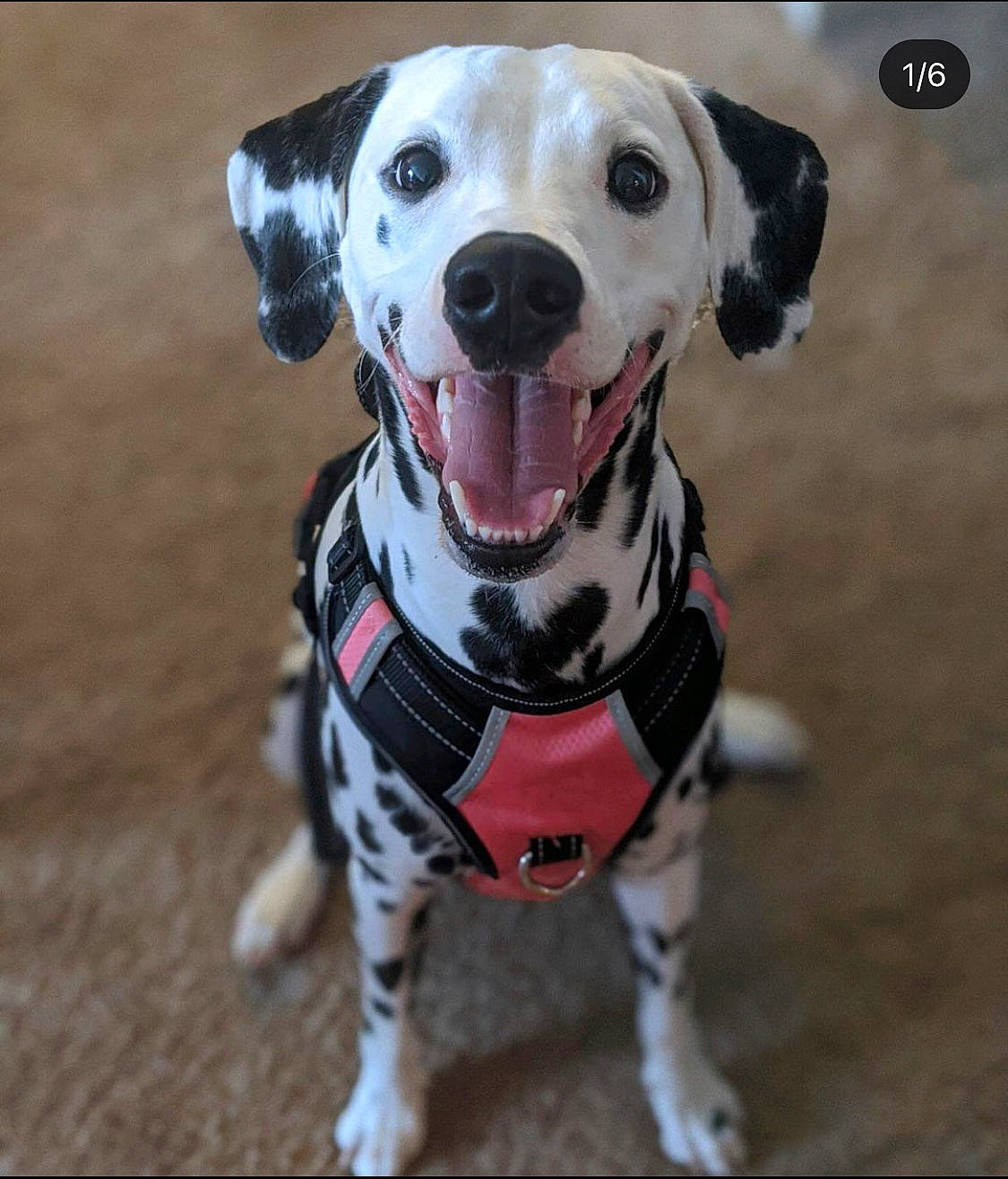 Amelia joined the competition — help win amazing prizes! canidae, carnivore, collar, companion_dog, dalmatian, dog, dog_breed, dog_clothes, dog_collar, dog_supply, event, fawn, leash, personal_protective_equipment, pet_supply, snout, sporting_group, toy, whiskers, working_animal