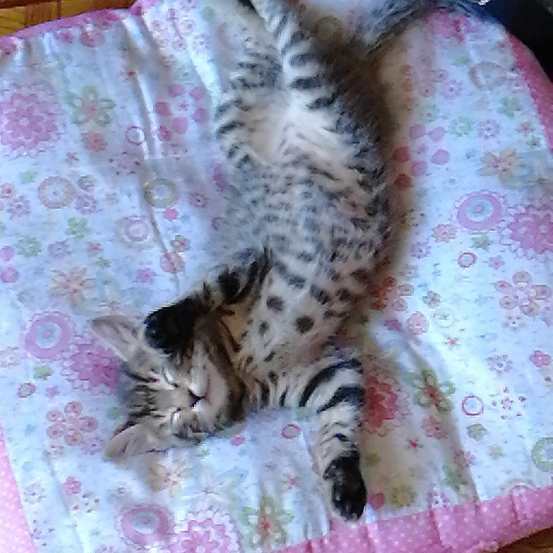 Tigrou