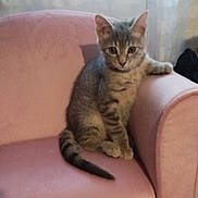 Timec a rejoint le concours — aidez-le/la à gagner de superbes lots ! animal, cat, chair, curious, cute, domestic, feline, furniture, indoor, kitten, looking, mammal, paws, pet, pink, sitting, soft, tabby, whiskers, young