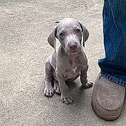 Remington joined the competition — help win amazing prizes! adorable, animal, companion, concrete, cute, dog, domestic_animal, footwear, friendly, gray_puppy, jeans, looking_up, outdoor, pet, puppy, sitting, slipper, small, waiting, young_dog