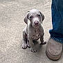 adorable, animal, companion, concrete, cute, dog, domestic_animal, footwear, friendly, gray_puppy, jeans, looking_up, outdoor, pet, puppy, sitting, slipper, small, waiting, young_dog