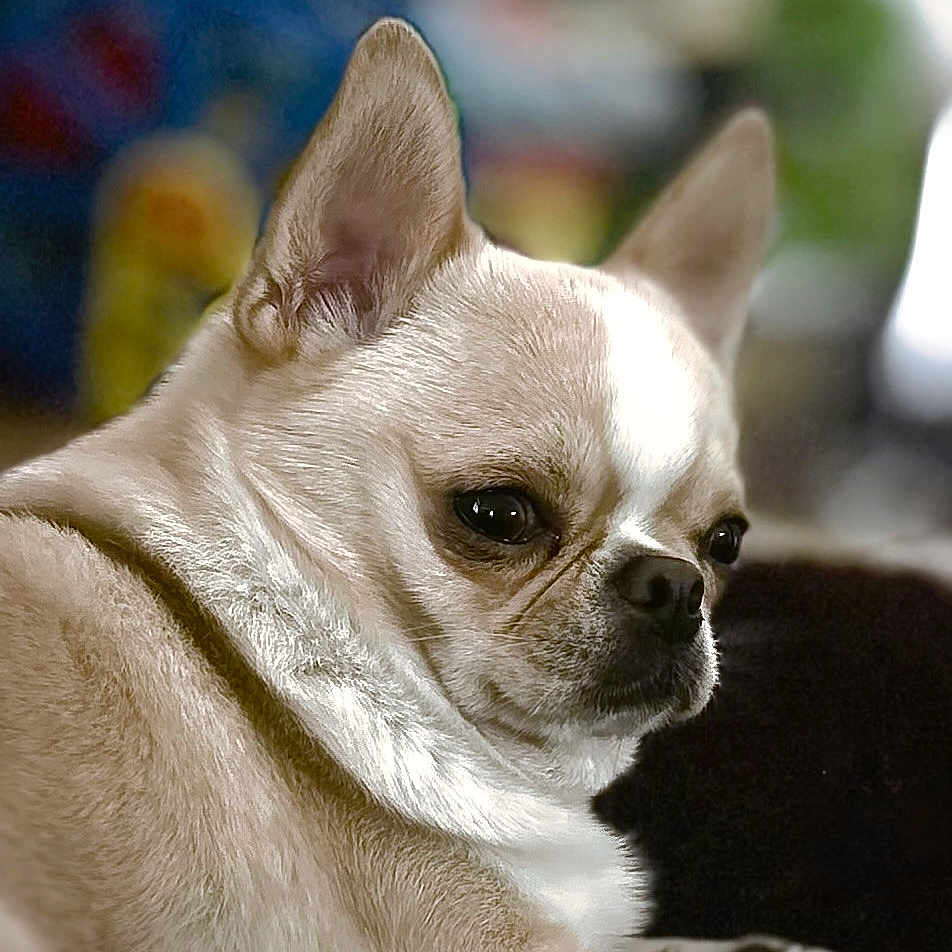 Lorenzo
