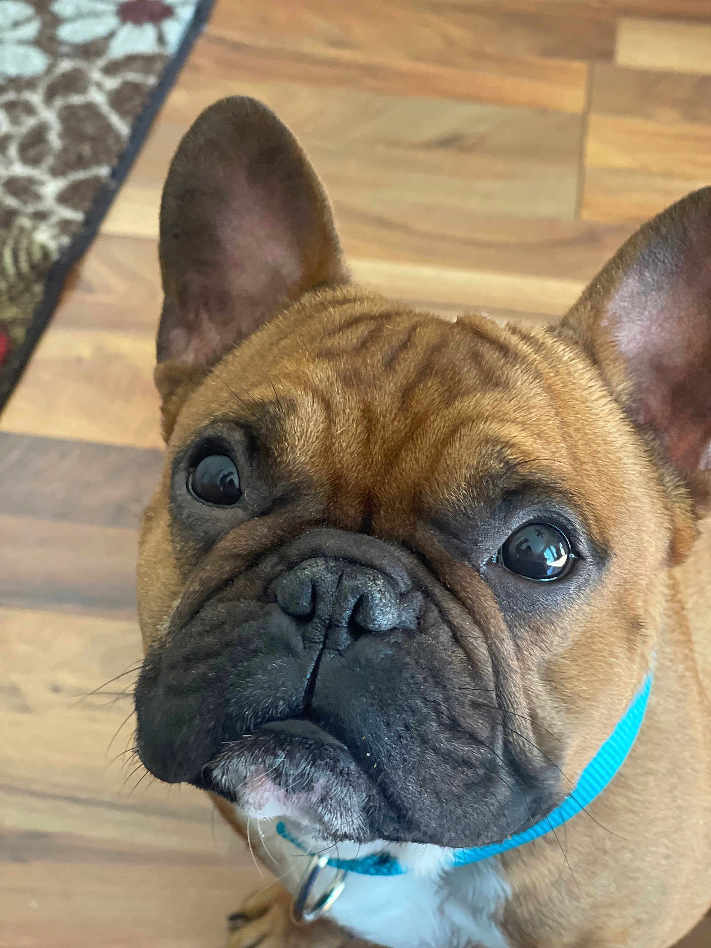 Tuco joined the competition — help win amazing prizes! dog, french_bulldog, pet, close_up, portrait, brown_fur, wrinkled_face, blue_collar, hardwood_floor, brown_eyes, muzzle, big_ears, whiskers, adorable, indoor, floor_rug, curious_gaze, seated, companion, nose