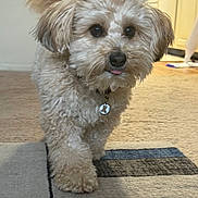 Charlie Bear is registered to the contest to win money with this photo: brown_eyes, cabinets, carpet, close_up, collar, curious, cute, dog, fluffy, fur, home, id_tag, indoor, kitchen, paws, pet, portrait, rug, small_dog, tongue
