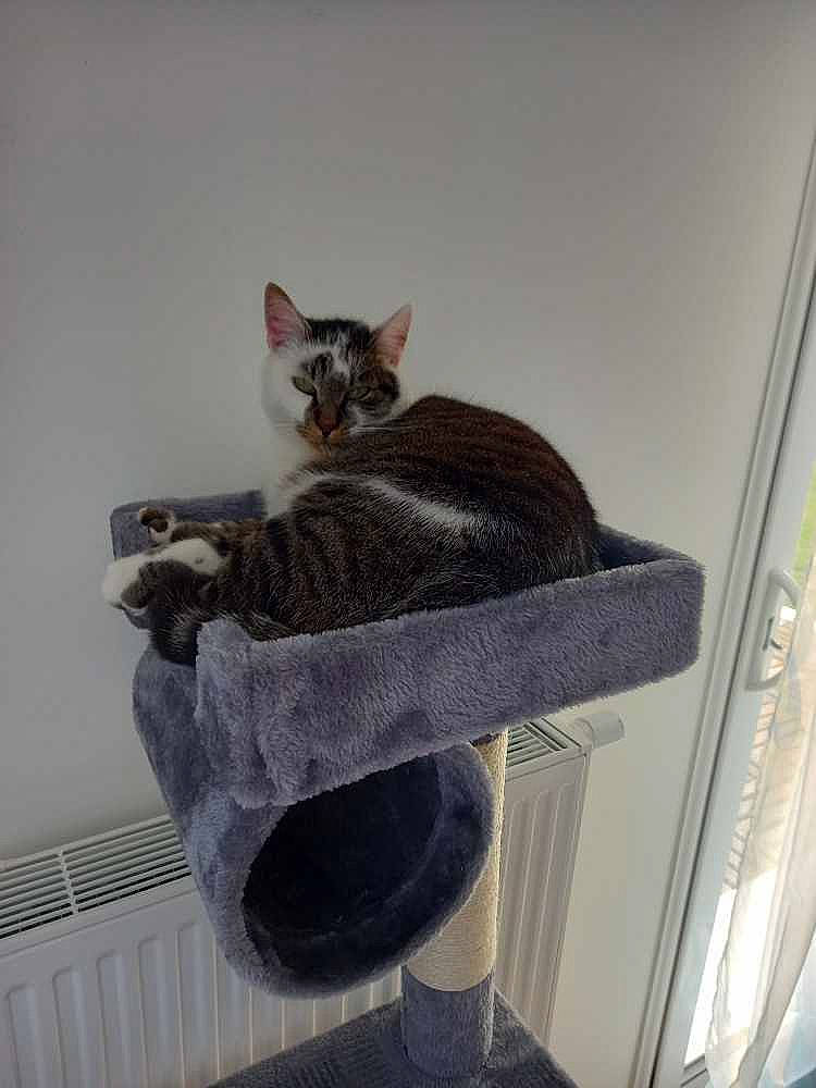 Octime participe au concours pour gagner de l'argent avec cette photo : carnivore, cat, cat_furniture, cat_supply, comfort, domestic_short_haired_cat, fawn, felidae, fur, grey, paw, pet_supply, room, shelf, sitting, small_to_medium_sized_cats, tail, whiskers, window