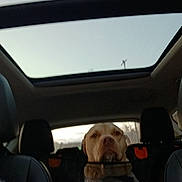 Kaly is registered to the contest to win money with this photo: dog, car, backseat, sunroof, animal, pet, interior, window, sky, seat, restraint, calm, daytime, travel, roadtrip, canine, transportation, vehicle, leather_seat, companion