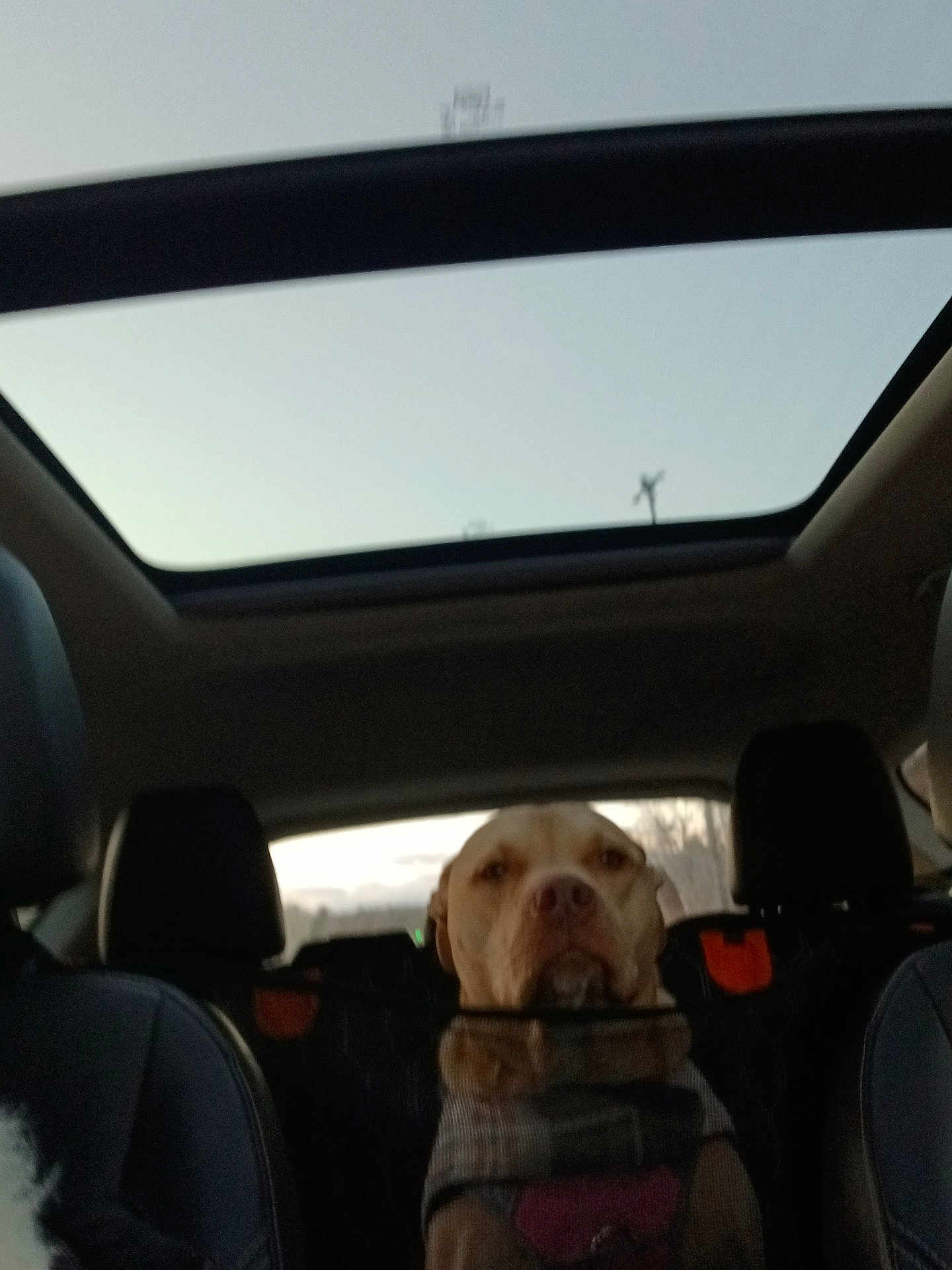 Kaly is registered to the contest to win money with this photo: dog, car, backseat, sunroof, animal, pet, interior, window, sky, seat, restraint, calm, daytime, travel, roadtrip, canine, transportation, vehicle, leather_seat, companion