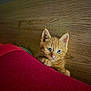 kitten, cat, orange_cat, pet, animal, cute, feline, indoor, wooden_background, blanket, red_blanket, curious, young, small, whiskers, ears, paws, closeup, portrait, cozy