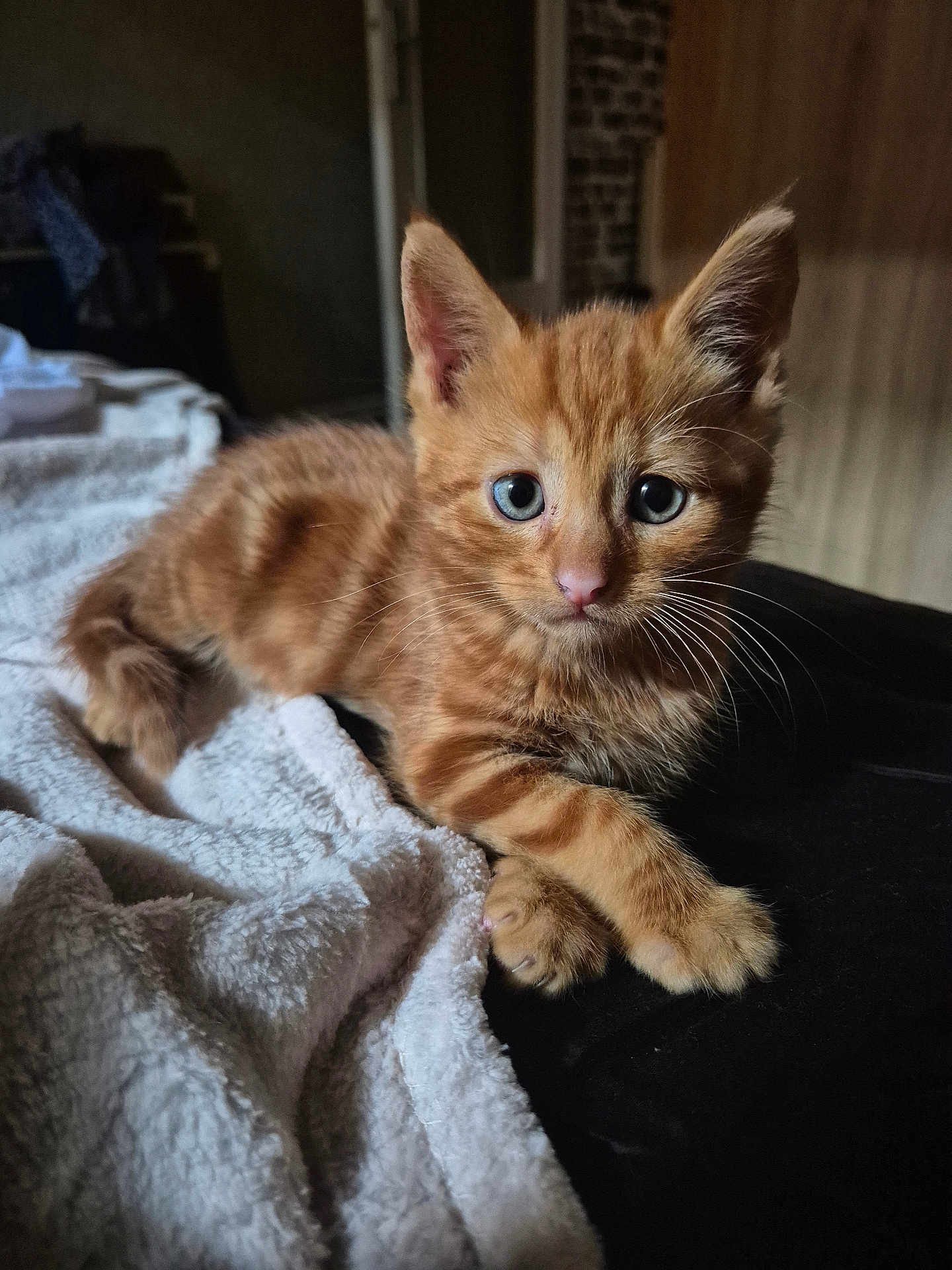 Rookie participe au concours pour gagner de l'argent avec cette photo : kitten, cat, orange_tabby, blue_eyes, fur, pet, animal, cute, soft_texture, blanket, indoor, resting, young, whiskers, paw, closeup, portrait, sleepy, feline, cozy