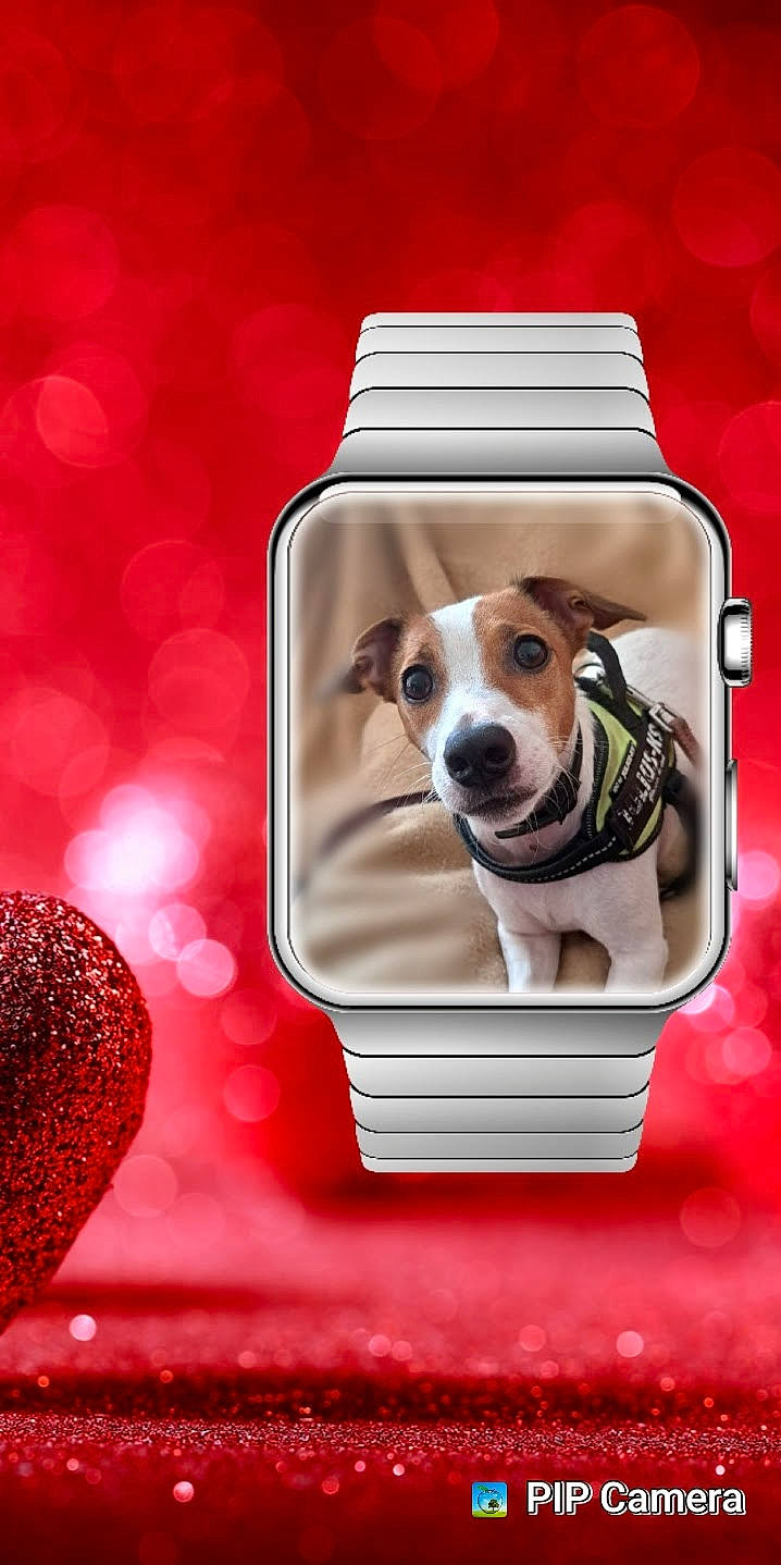 Cachou a rejoint le concours — aidez-le/la à gagner de superbes lots ! carnivore, collar, companion_dog, cup, dishware, dog, dog_breed, dog_supply, drinkware, font, glass, ingredient, mammal, pet_supply, recipe, rectangle, serveware, tableware, vertebrate