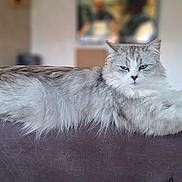 Tokyo participe au concours pour gagner de l'argent avec cette photo : cat, fluffy, lounging, couch, indoor, pet, relaxed, feline, long_hair, sofa, home, animal, domestic, fur, resting, cozy, comfortable, portrait, looking, eyes